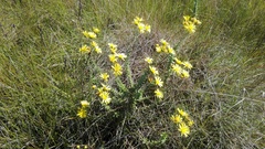 Senecio oederiifolius