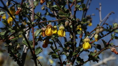 Hermannia cuneifolia