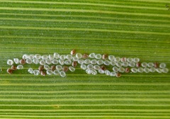 Epiphryne verriculata