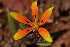 Hirpicium