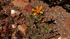 Hirpicium