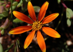 Hirpicium