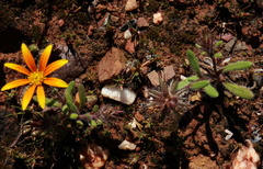 Hirpicium