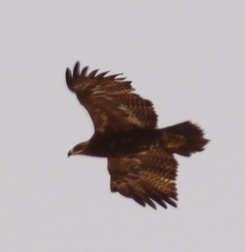 Aquila nipalensis orientalis