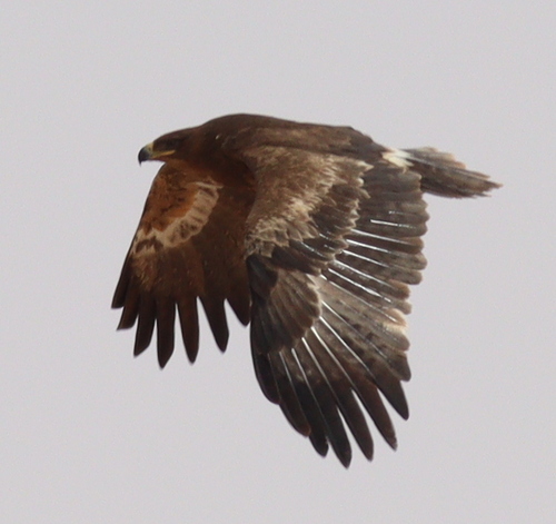 Steppe Eagle