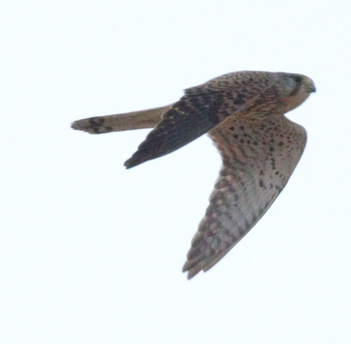 Eurasian Kestrel