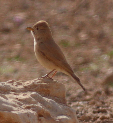Desert Lark