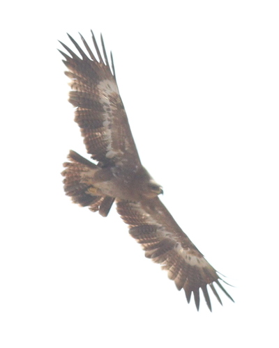 Steppe Eagle