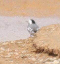 White Wagtail