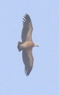 Eurasian Griffon (Gyps fulvus)