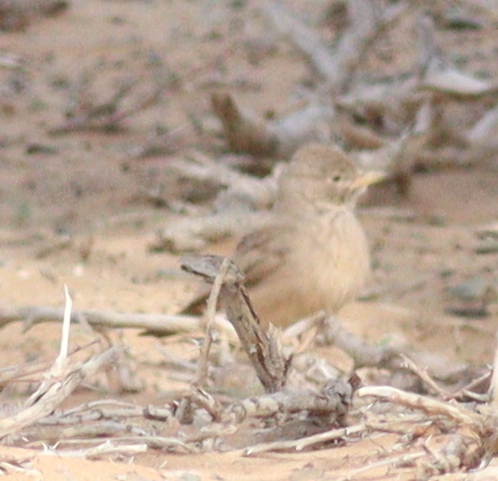 Desert Lark