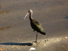 Plegadis chihi