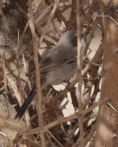 Lesser Whitethroat