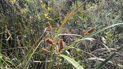 Cyperus thunbergii