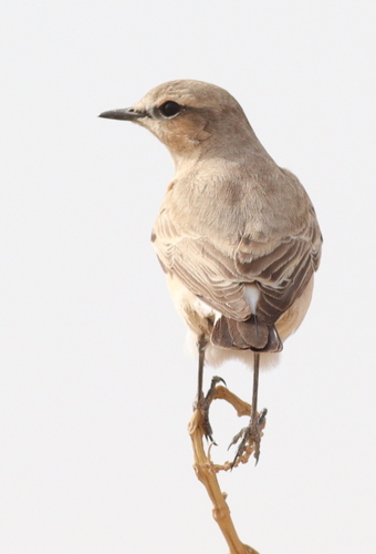 Isabelline Wheatear