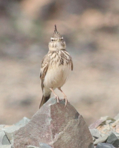 Crested Lark