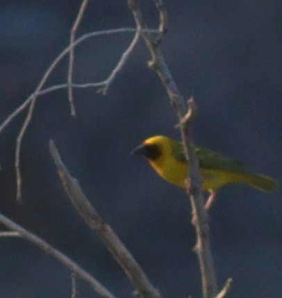Rüppell's Weaver (Ploceus galbula), photo 10