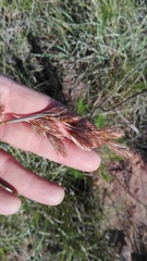 Thamnochortus glaber