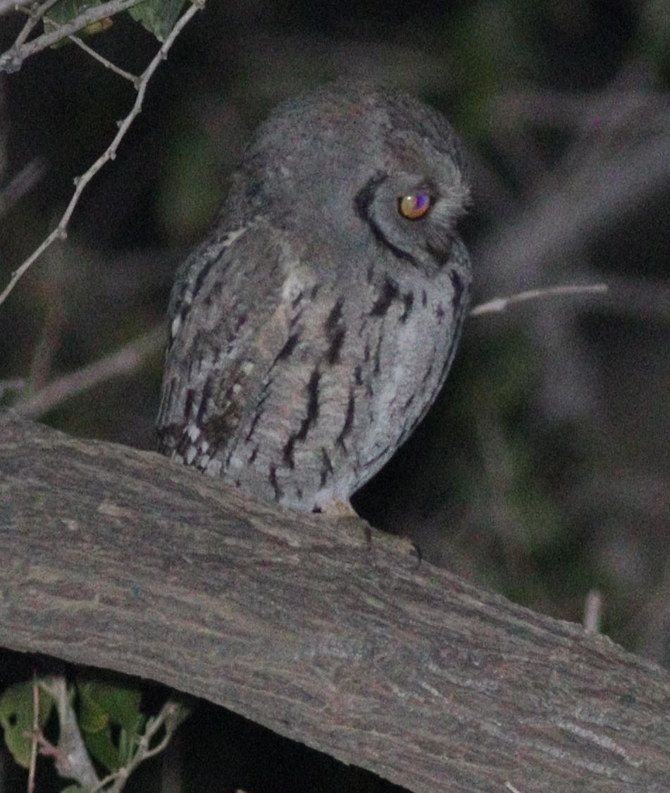 Arabian Scops Owl (Otus pamelae), photo 4