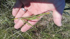 Thamnochortus glaber