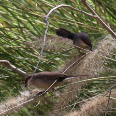 Arabian Waxbill photo 3