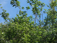 Morus nigra