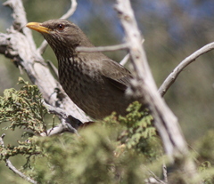 Yemen Thrush photo 1