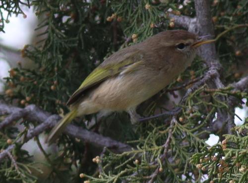 Brown Woodland Warbler (Phylloscopus umbrovirens), photo 8