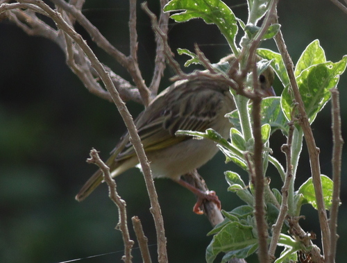 Rüppell's Weaver (Ploceus galbula), photo 6