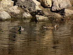 Anas platyrhynchos