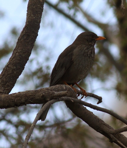 Yemen Thrush (Turdus menachensis), photo 4