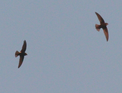 Little Swift