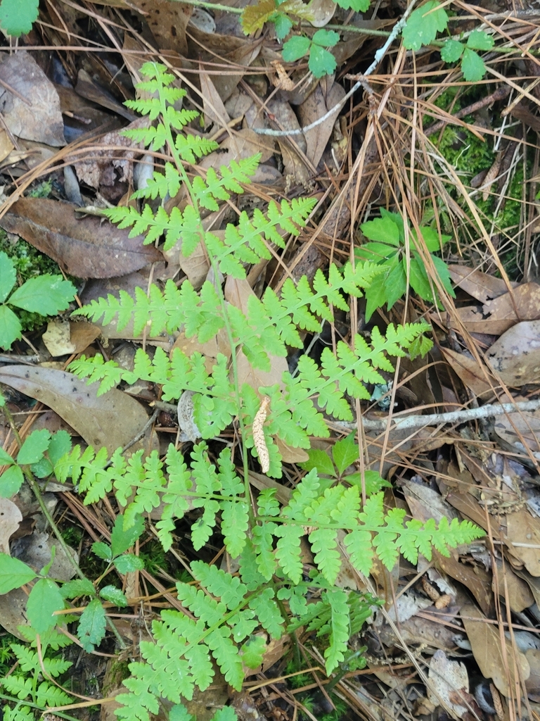 Mariana Maiden Fern from Flora, MS 39071, USA on March 15, 2023 at 10: