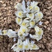 Iridodictyum × catharinae - Photo (c) angnature,  זכויות יוצרים חלקיות (CC BY-NC)