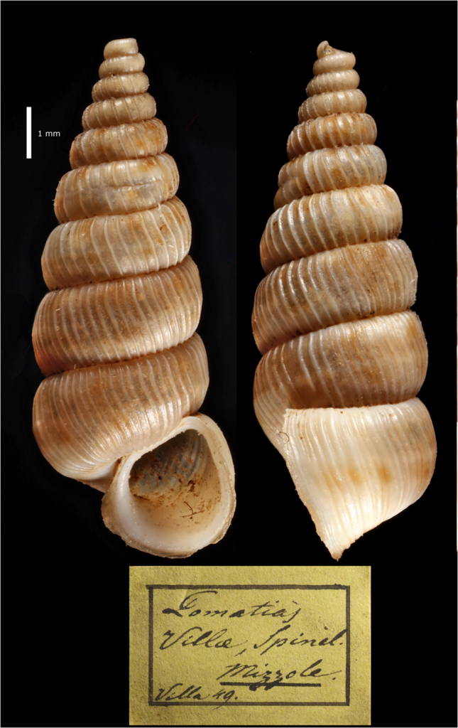 Cochlostoma villae