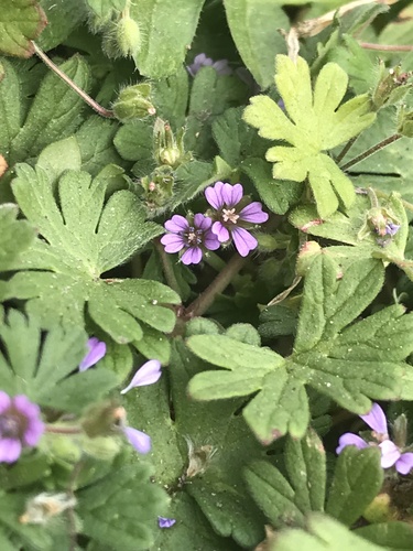 Geranium pusillum iNat (2)
