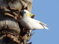 Cacatua sulphurea