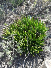 Cotyledon campanulata