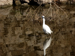 Egretta thula