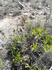 Cotyledon papillaris