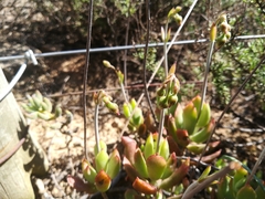 Cotyledon papillaris