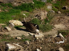 Branta canadensis