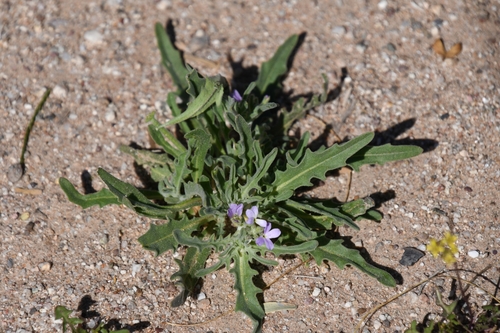 Image of Matthiola parviflora by (c) Mike Ostrowski, some rights reserved (CC BY-SA)