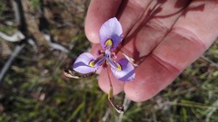 Moraea algoensis