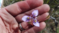 Moraea algoensis