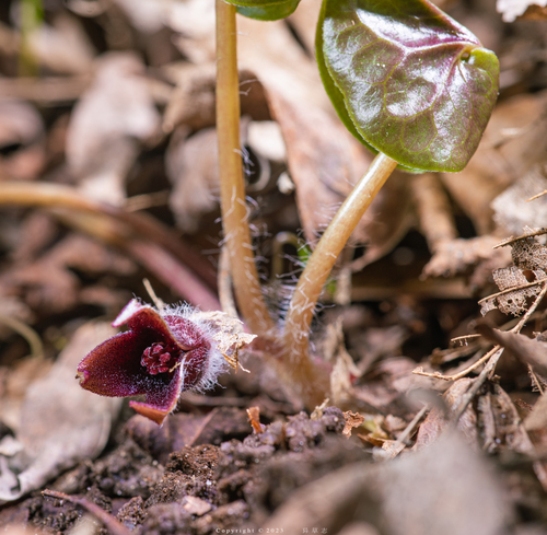 Europinė pipirlapė nuotrauka
