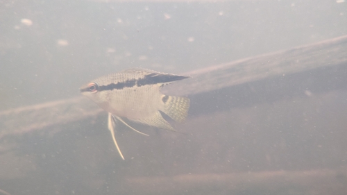 Flag cichlid (Mesonauta insignis) — Cichlidae
