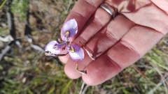 Moraea algoensis