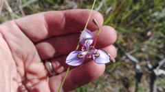 Moraea algoensis