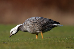 Emperor Goose photo 3